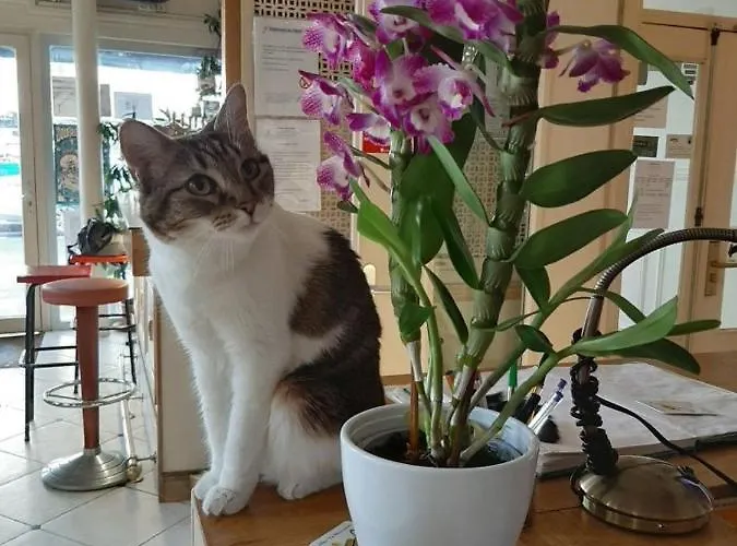 מלון Les Chansonniers