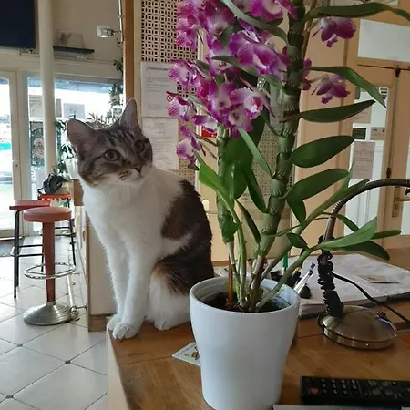 فندق Les Chansonniers